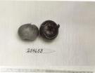 Click for 1 image(s) for this accession. FRUIT